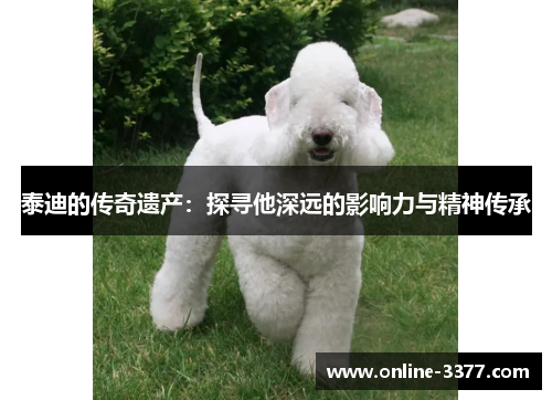 泰迪的传奇遗产：探寻他深远的影响力与精神传承